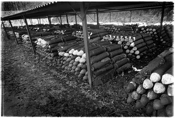 Click this picture to see a colour picture of the toxic gas piles in Houthulst, Belgium